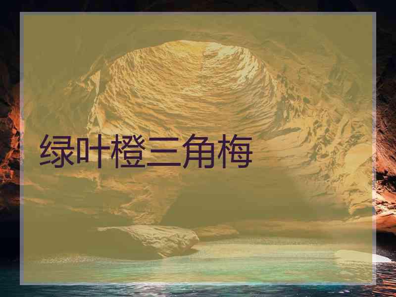 绿叶橙三角梅
