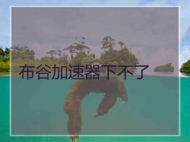 布谷加速器下不了