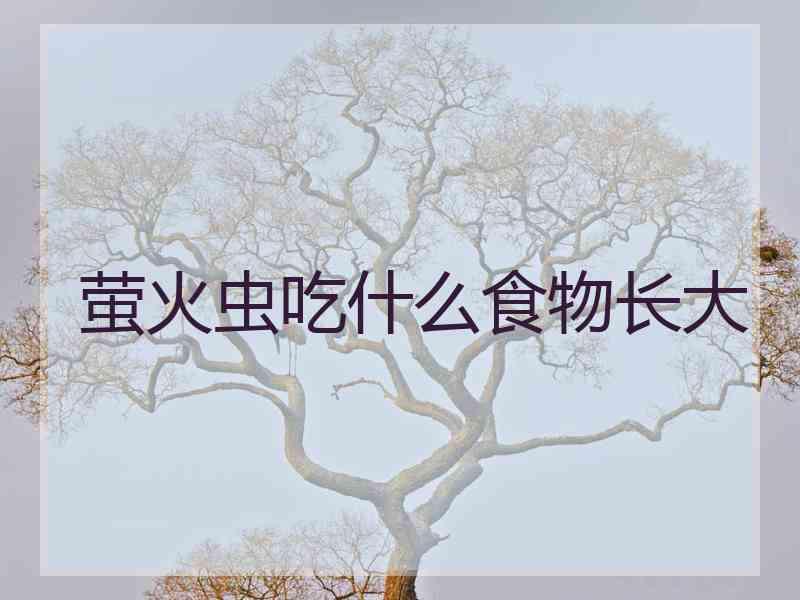 萤火虫吃什么食物长大