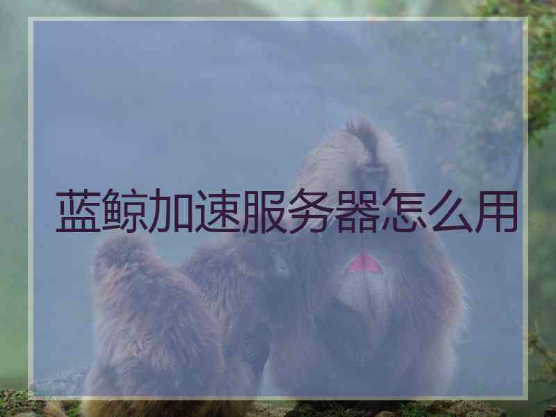蓝鲸加速服务器怎么用
